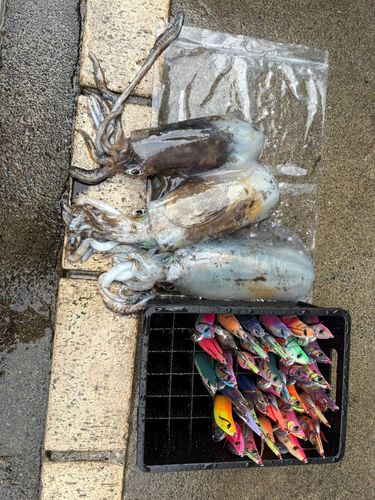 アオリイカの釣果