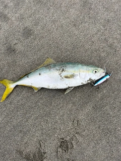 イナダの釣果