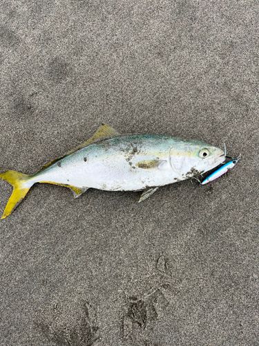 イナダの釣果