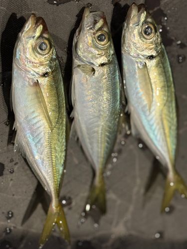 アジの釣果
