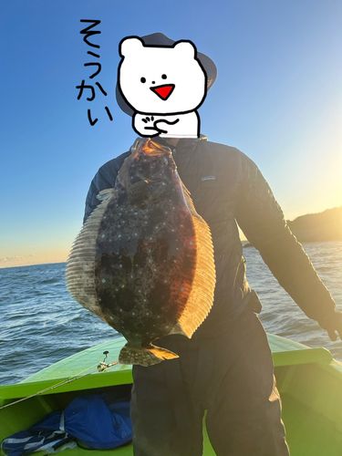 ヒラメの釣果