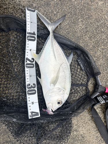 ロウニンアジの釣果