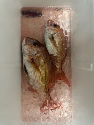 タイの釣果