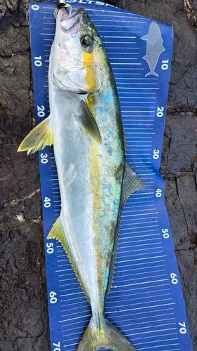 ヒラマサの釣果