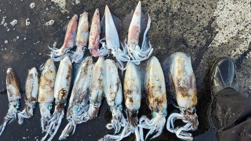 アオリイカの釣果