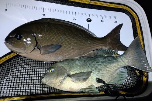 三ツ石（真鶴）