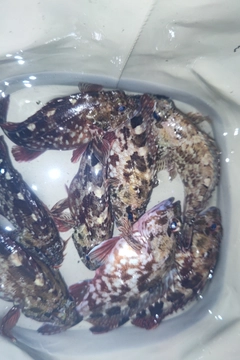 アラカブの釣果