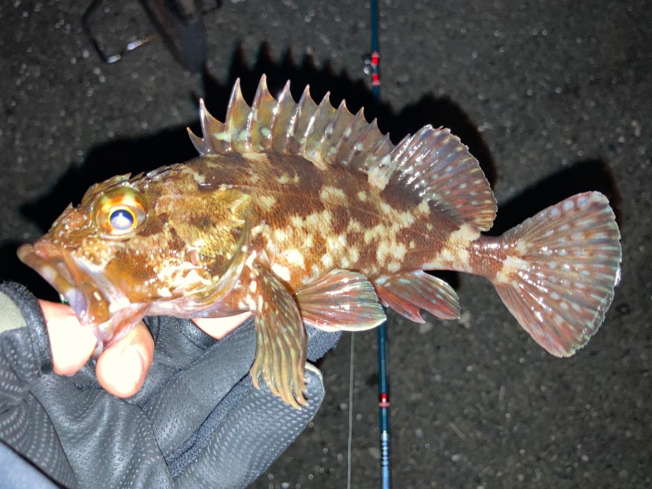 AbuGarcia 18ロキサーニBF8 Lの最安値・インプレ・釣果 | 本音の口コミ