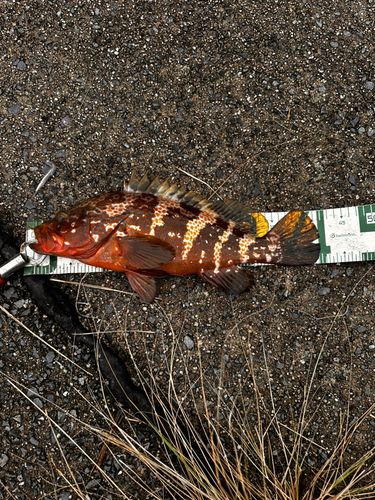 キジハタの釣果