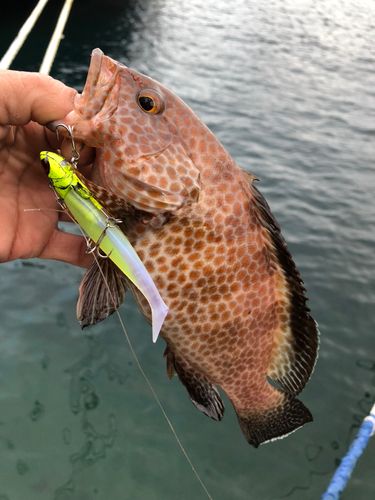 オオモンハタの釣果