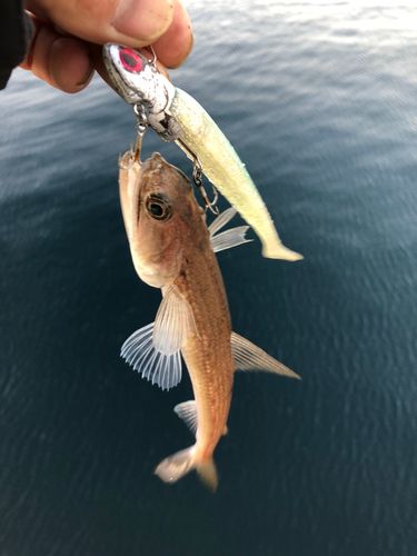 エソの釣果