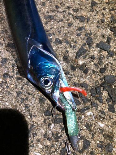 タチウオの釣果