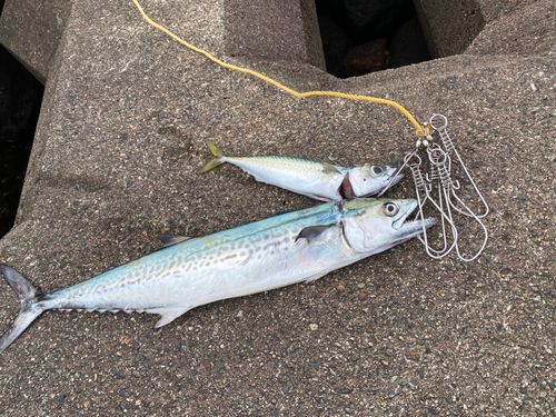 サゴシの釣果