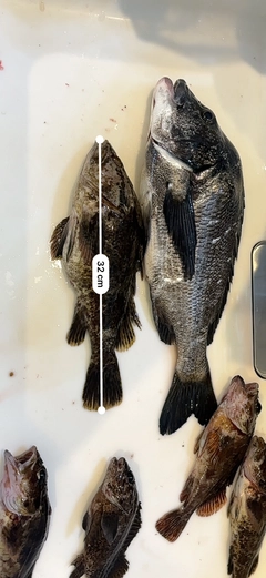 タケノコメバルの釣果
