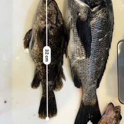 タケノコメバル