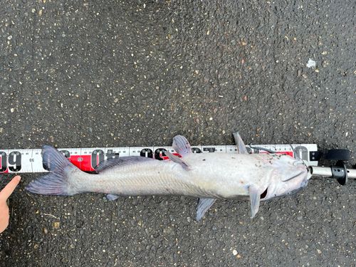 アメリカナマズの釣果