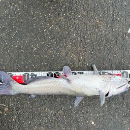 アメリカナマズ