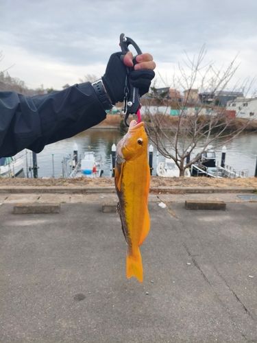 アイナメの釣果
