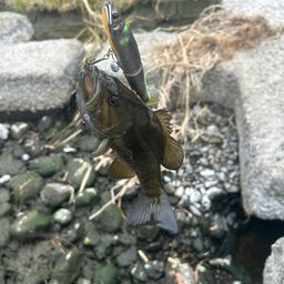 スモールマウスバス