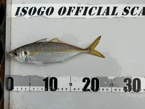 磯子海づり施設