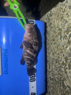 キジハタの釣果