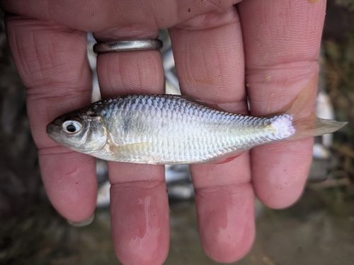 ヤリタナゴの釣果