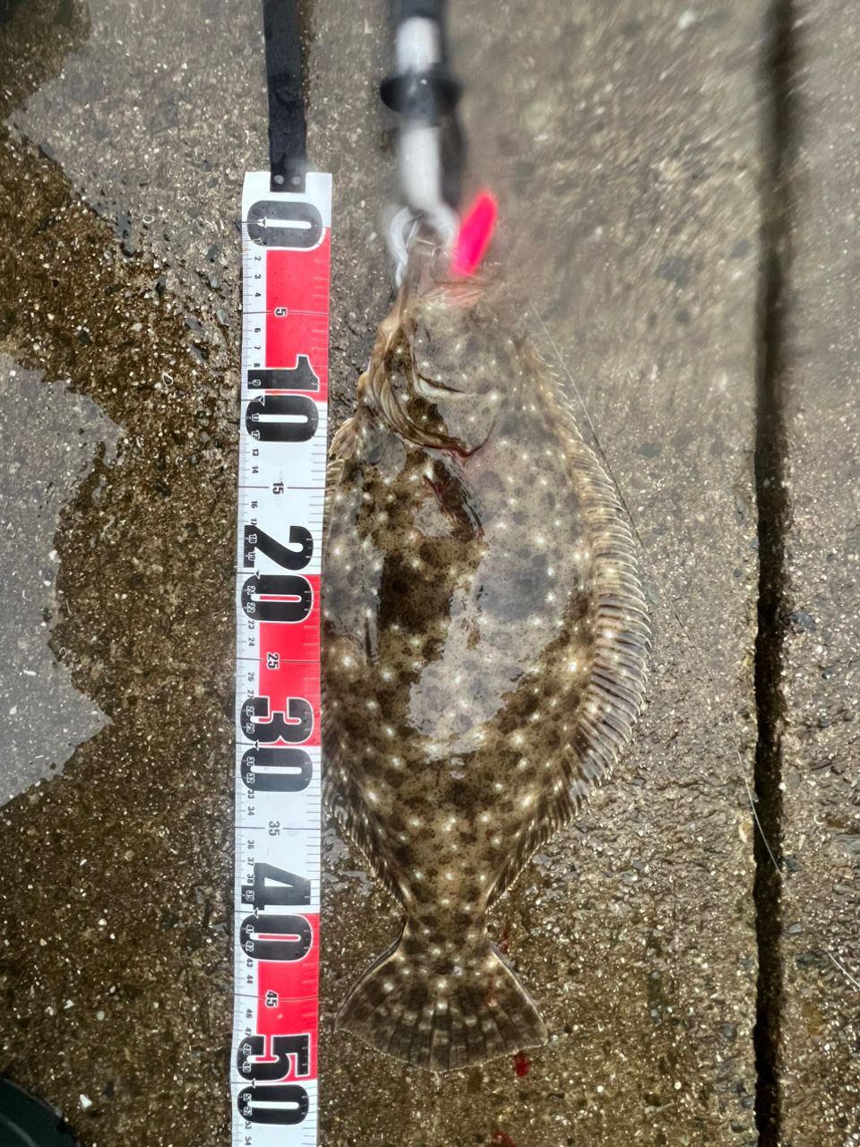 SHIMANO 19コルトスナイパーss S96MH シマノ シマノ(SHIMANO) コルトスナイパーSS S96MH : フィッシング