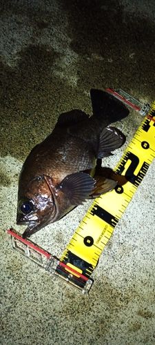 メバルの釣果