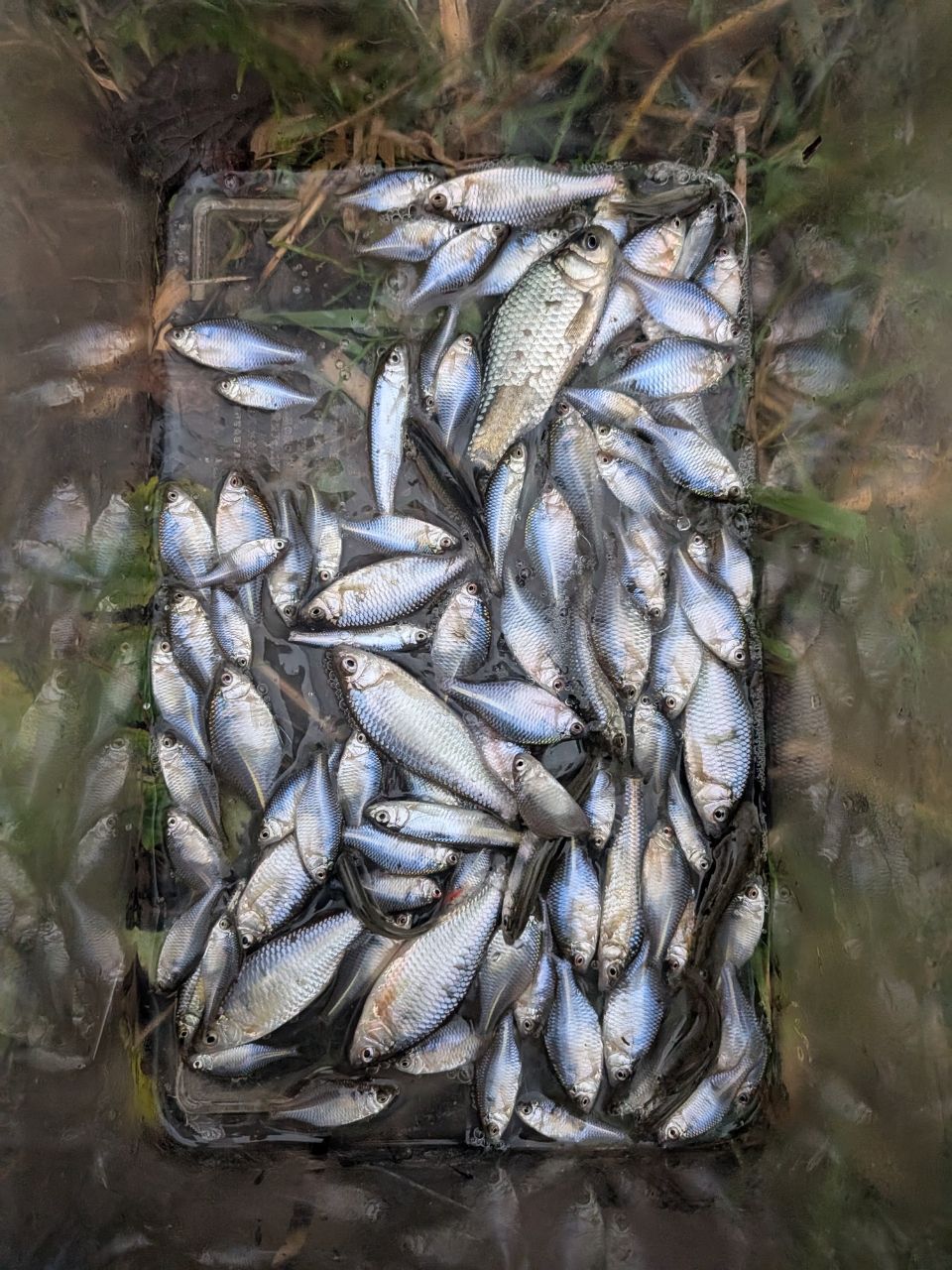 タイリクバラタナゴ