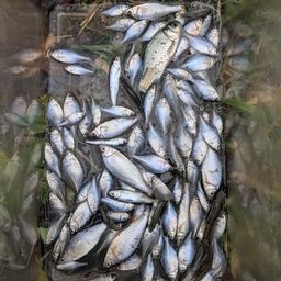 タイリクバラタナゴ