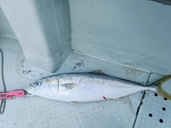ワラサの釣果