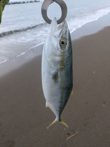 フクラギの釣果