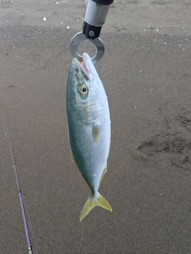 フクラギの釣果