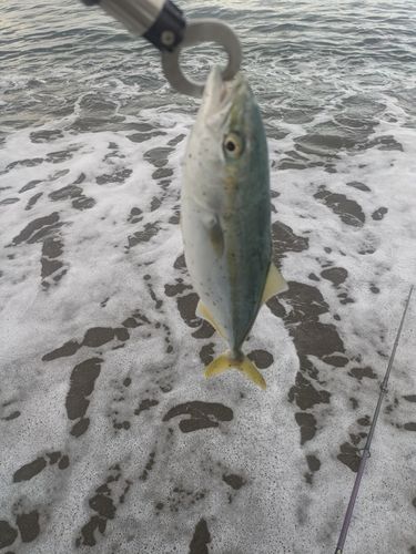 フクラギの釣果