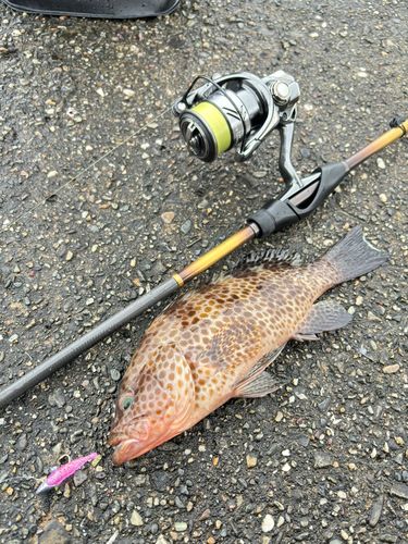 オオモンハタの釣果