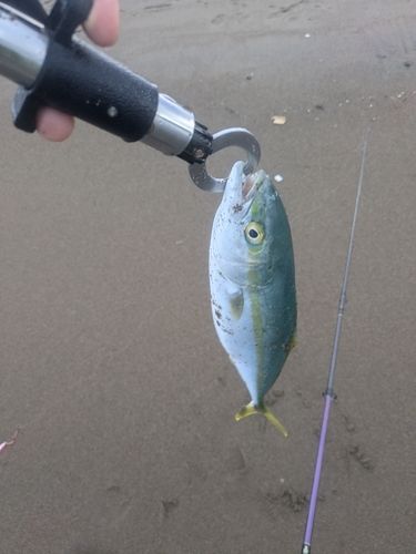 フクラギの釣果