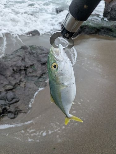 フクラギの釣果