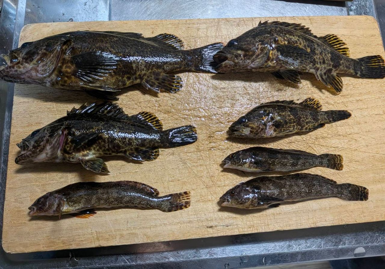 タケノコメバル