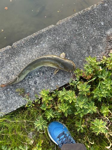 マナマズの釣果