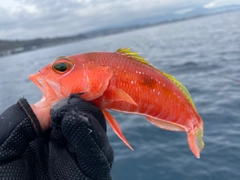 ヒメコダイの釣果