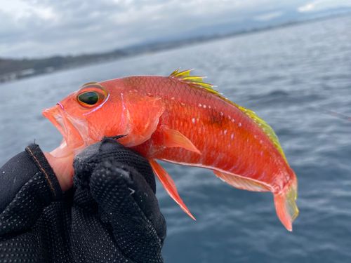 ヒメコダイの釣果