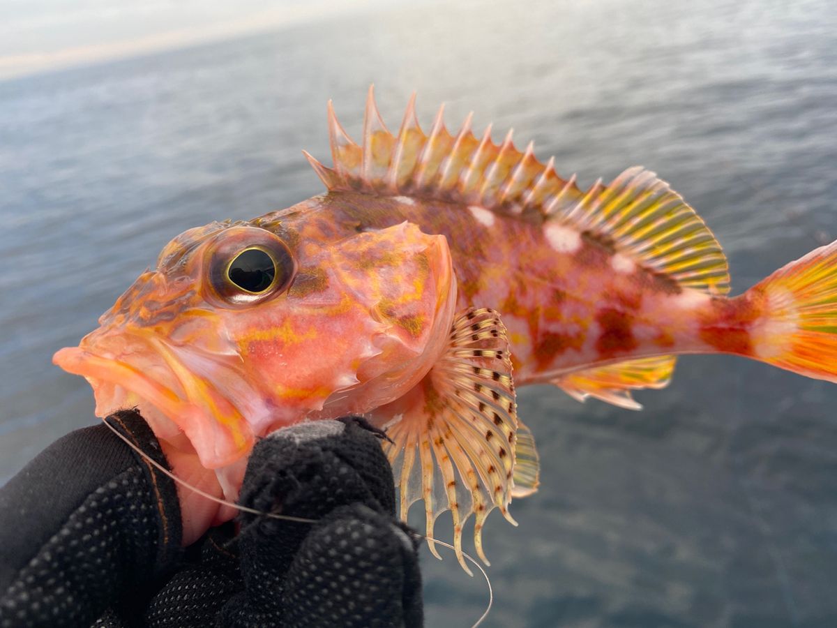 湘南のかつさんの釣果 2枚目の画像