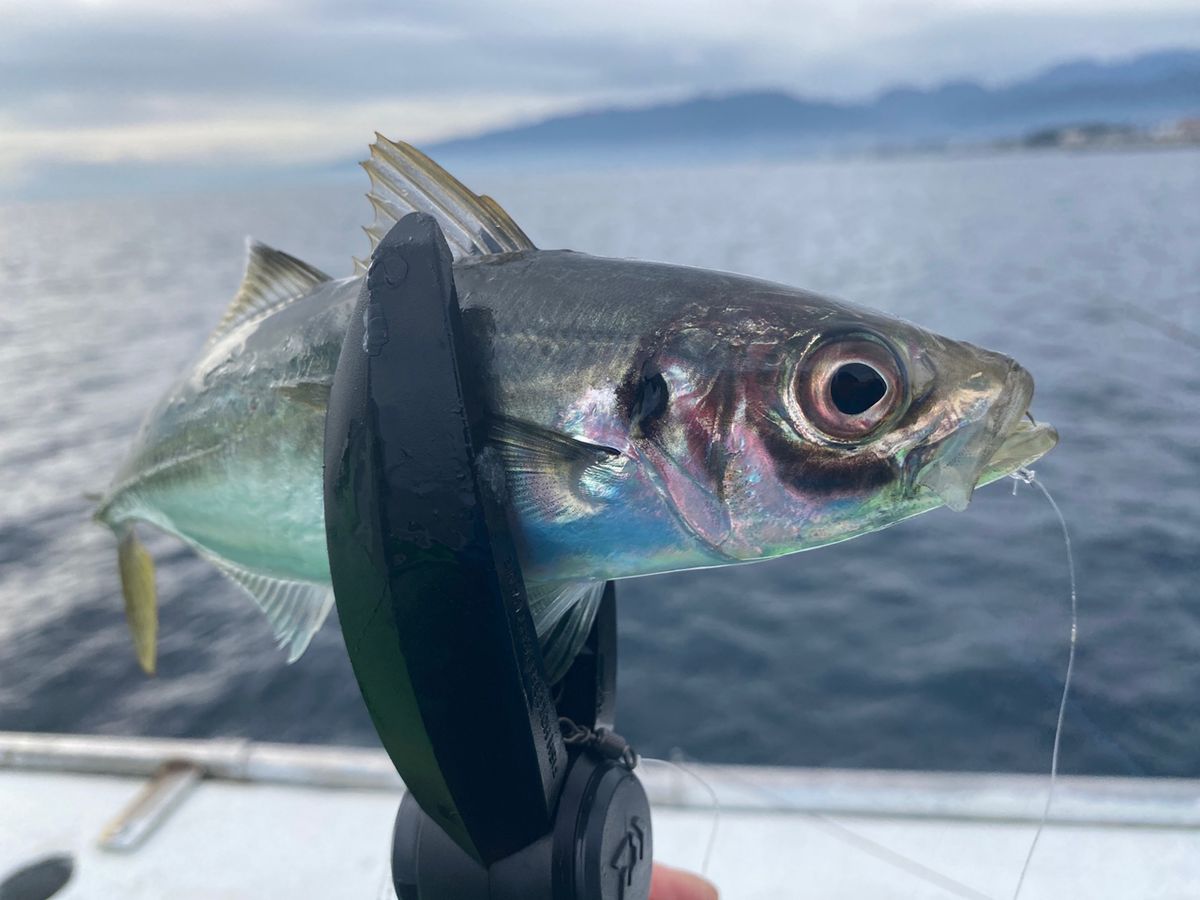 湘南のかつさんの釣果 3枚目の画像