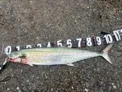 サワラの釣果