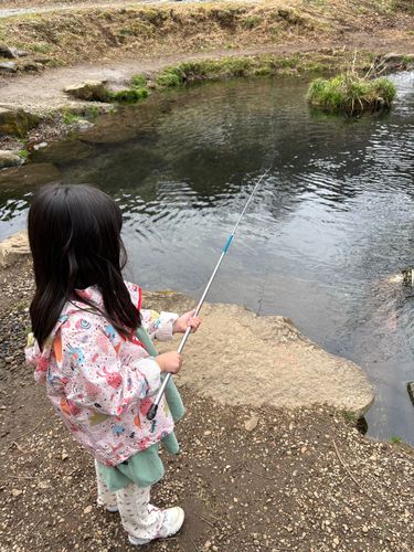 ギンザケの釣果