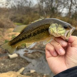 ラージマウスバス