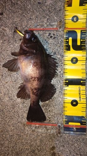 シロメバルの釣果