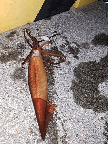 スルメイカの釣果