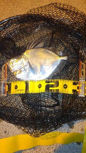 カガミダイの釣果