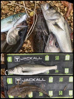 シーバスの釣果